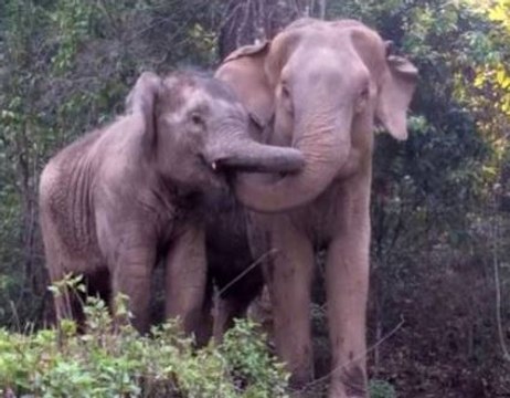 Elefante se reúne con su madre luego de cuatro años