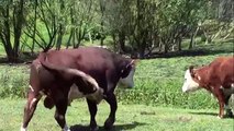 Køer på græs m kalve , cows, calves and bull