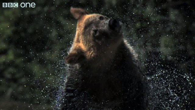 HD Web Extra: Super Slo Mo of Bear shaking water off its fur - Nature's Great Events - BBC One