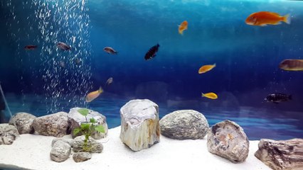 akvaryum ve balıklar20150401_145621