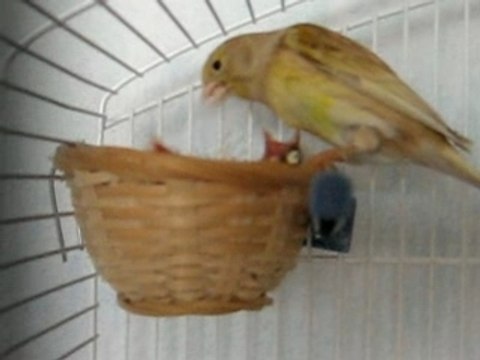 clochette nourrit ses bébés