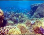 oceano-worl-documental animales marinos