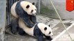 Panda sex: marathon sex session stuns panda breeders in China