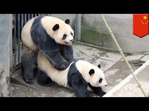 Panda sex: marathon sex session stuns panda breeders in China