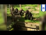 Brave animals caught on camera: Courageous gorilla saves sister from moat at Israeli zoo