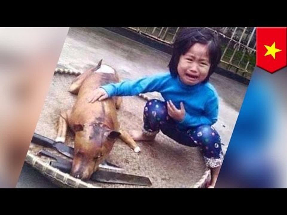 Eating dogs: Girl finds missing dog cooked at dog meat market stall in rural Vietnam