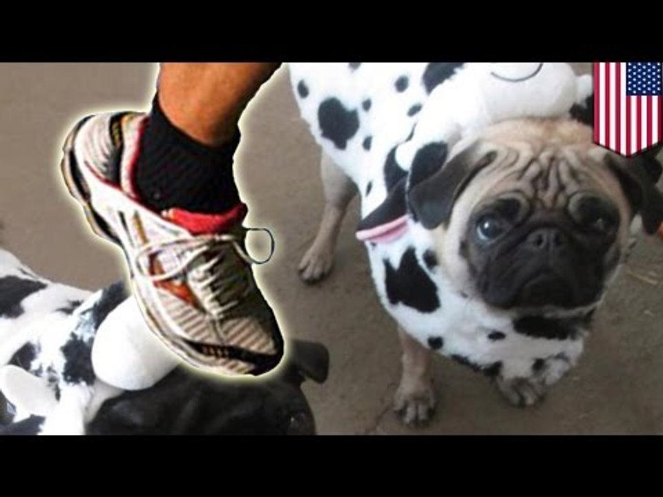 Animal Cruelty? Jogger kills pug with a swift kick to the head in San Francisco park