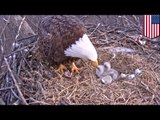 Bald Eagle hatching: 250 years since last nesting, Bald Eagles appear in Pittsburgh, Pennsylvania