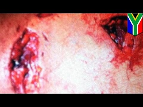 Extreme animal attack photos: Lion mauls Australian man during South African safari tour