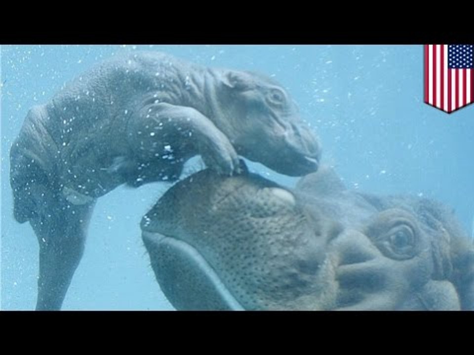 Hippo baby: mother gives birth to her 11th baby...