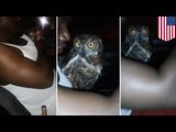 Owl City? Watch as Florida brothers take protected Great Horned Owl for a drive