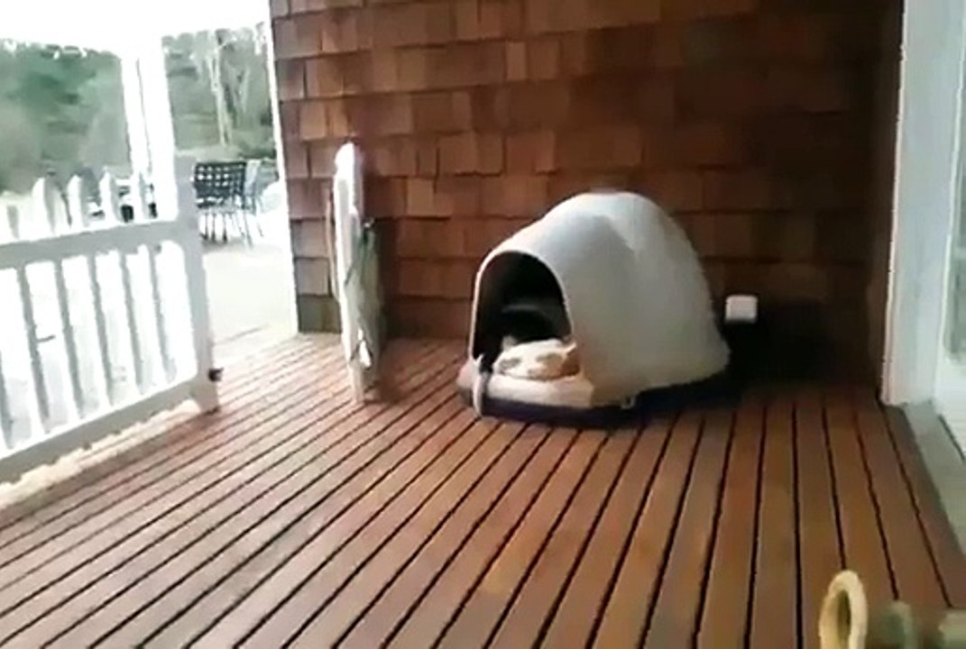 Elle croyait que ces 2 chiens dormaient, mais ce qui se passe après la laisse sans voix.