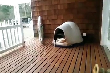 Elle croyait que ces 2 chiens dormaient, mais ce qui se passe après la laisse sans voix.