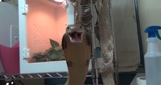 King Cobra Gets Aggressive at Feeding Time