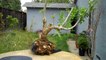 Salvaging a Rose of Sharon (Hibiscus syriacus) Bush for Bonsai.mp4