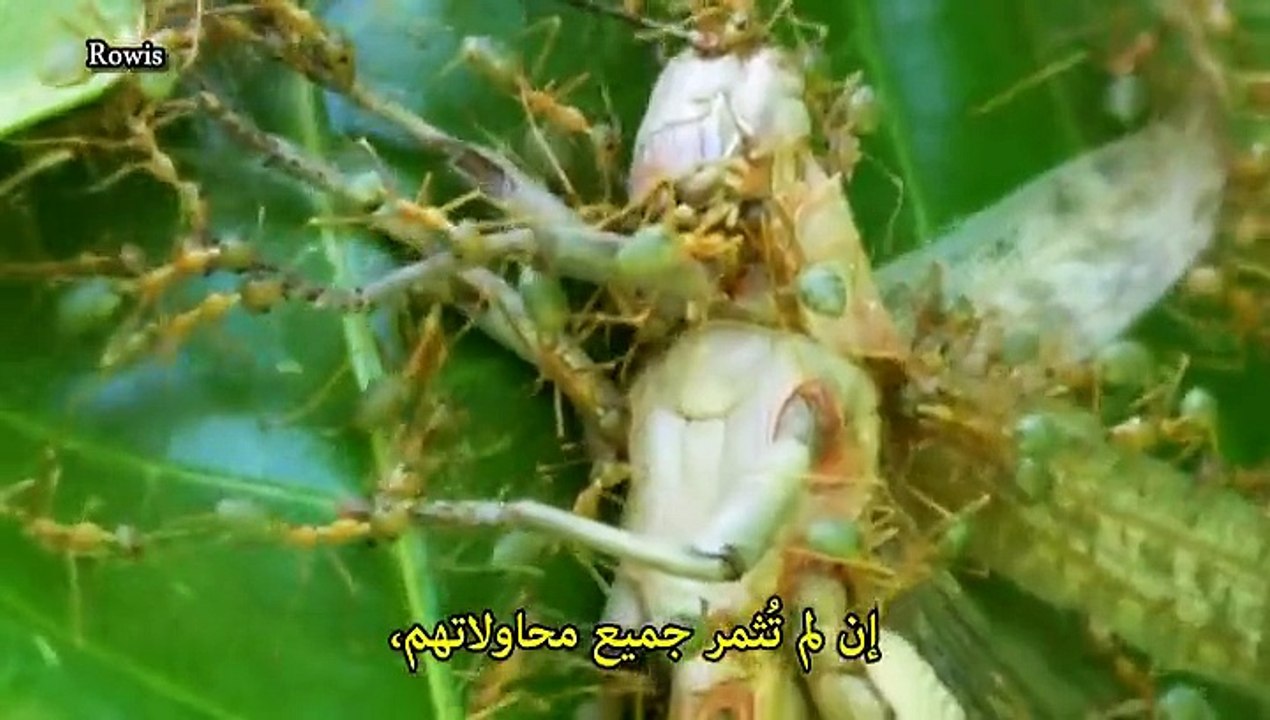سلسلة حروب الحشرات المتوحشة -5- عندما تخرج القبائل إلى الحرب