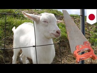 「ヤギで殺人の練習」侵入の中3男子ISIS影響か