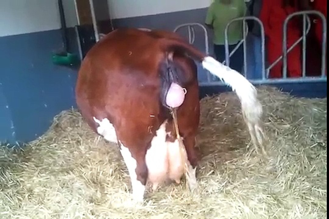 Cow giving birth! - video Dailymotion