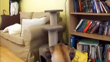 Honey the Great Dane & Muesli the Kitten: The Evolution of a Friendship