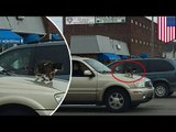 ÇA, ÇA PLAIT PAS A TOUT LE MONDE!: Un couple promène son chat sur le capot d’une voiture