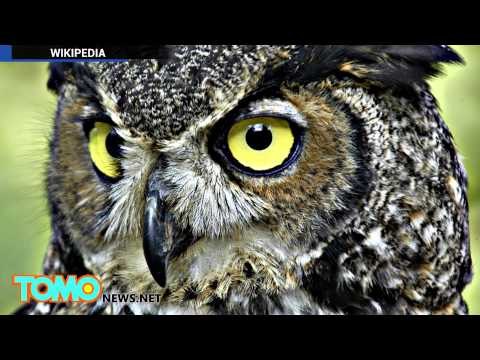 Ce hibou est capturé par des mecs ivres qui l'emmènent faire une balade