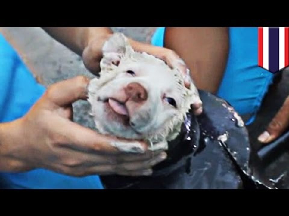 Sauvetage : Ce chiot demeure mignon, même coincé dans un pot d'échappement