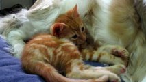 Cute adorable kittens snuggling with dog
