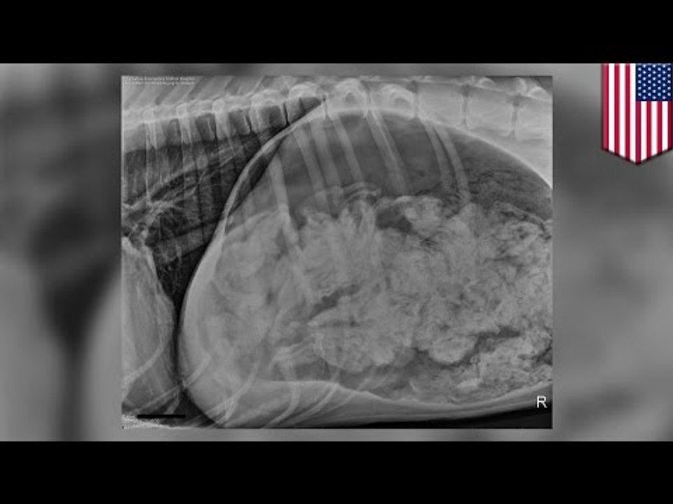 Dänische Dogge frisst 43,5 Socken und muss operiert werden