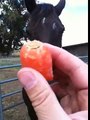 Feeding a horse treats while keeping your fingers - Rick Gore Horsemanship