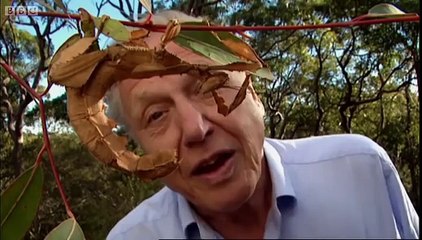 Life of Insects - Attenborough: Life in the Undergrowth - BBC
