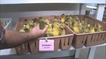 Metzer Farms - Sexing Baby Ducklings and Goslings