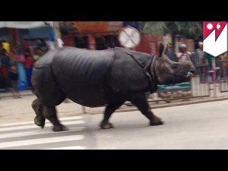 Nepal: nosorożec sieje postrach na ulicy