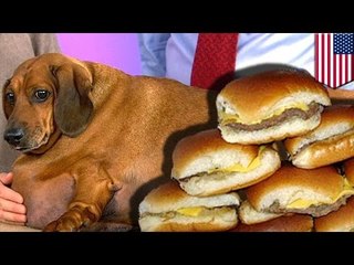 Jamnik na diecie: pies traci 20 kg po rzuceniu hamburgerów