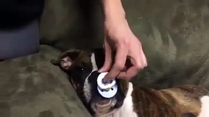 Funny Videos: Cute Dog Only Goes To Sleep With A Pacifier