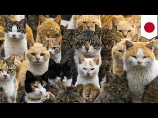 На японском острове Аосима кошек больше, чем людей