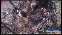 2015 03 04 Berry College Eagles:  Eaglets will be Eaglets