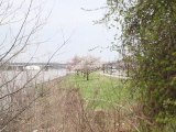 Cherry Blossoms: April 7 at Anacostia Park