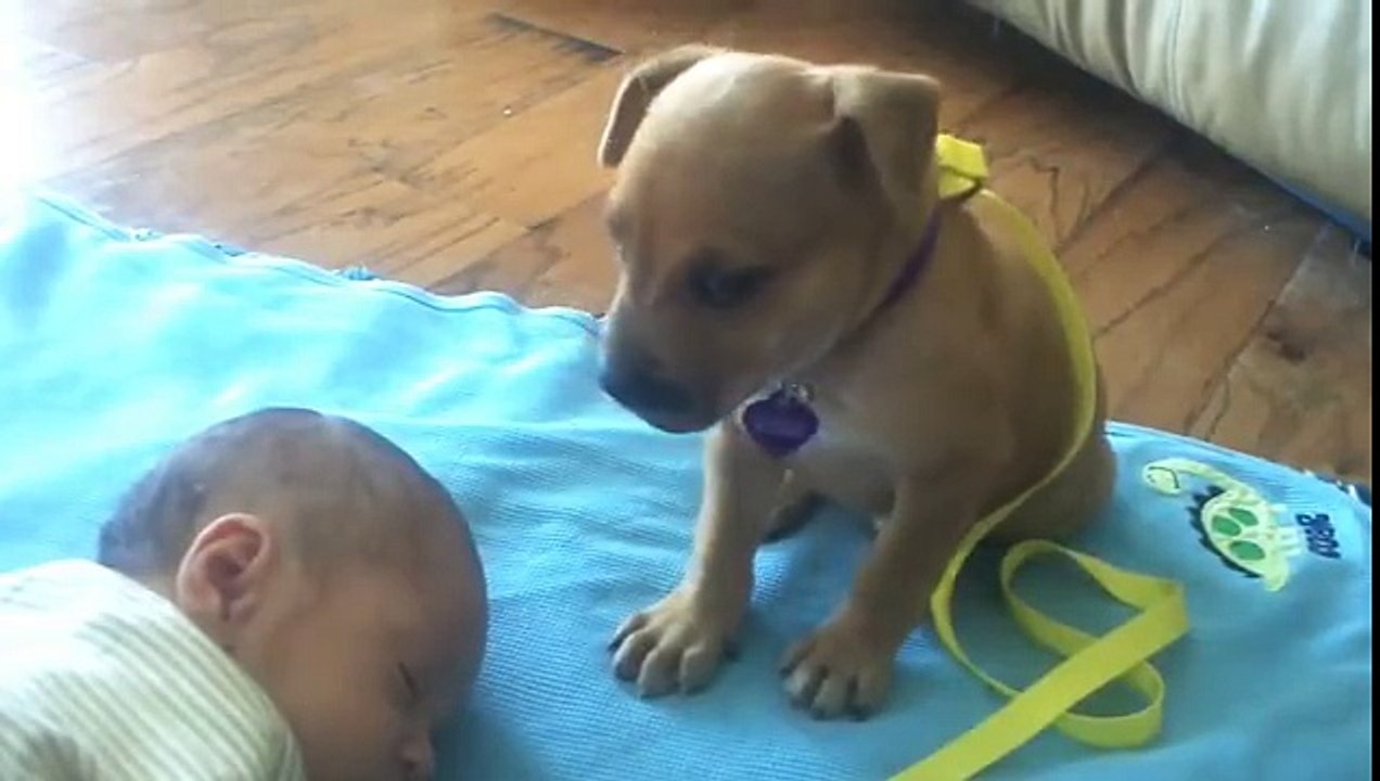 Cachorro protegiendo a bebé