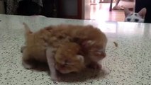 Yavrularına Dans Öğreten Kedi