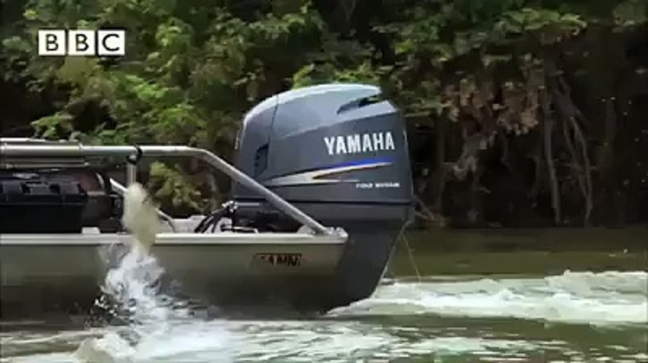 see the power of this fish