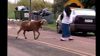 Crazy Sheep Will Fuck You Up - Lol Fuuny