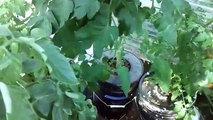 Deep Water Hydroponic System- Easy to Grow Tomatoes