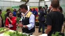 Chile colhe maconha para uso medicinal