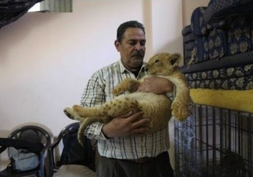 Charitable Gaza Resident Takes in Lion Cubs From Struggling Zoo