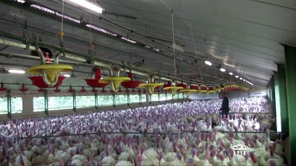 Le modèle alimentaire français : l'élevage des dindons