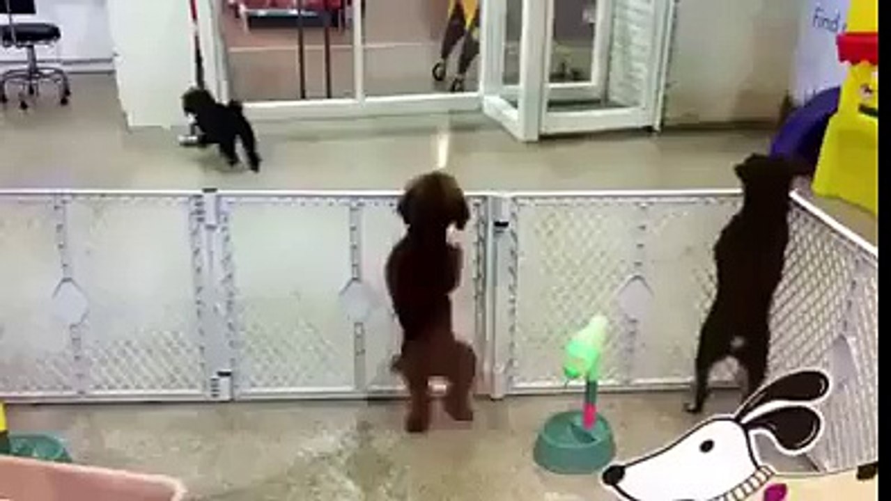 Ce que Fait ce Chien est VRAIMENT TROP DRÔLE !