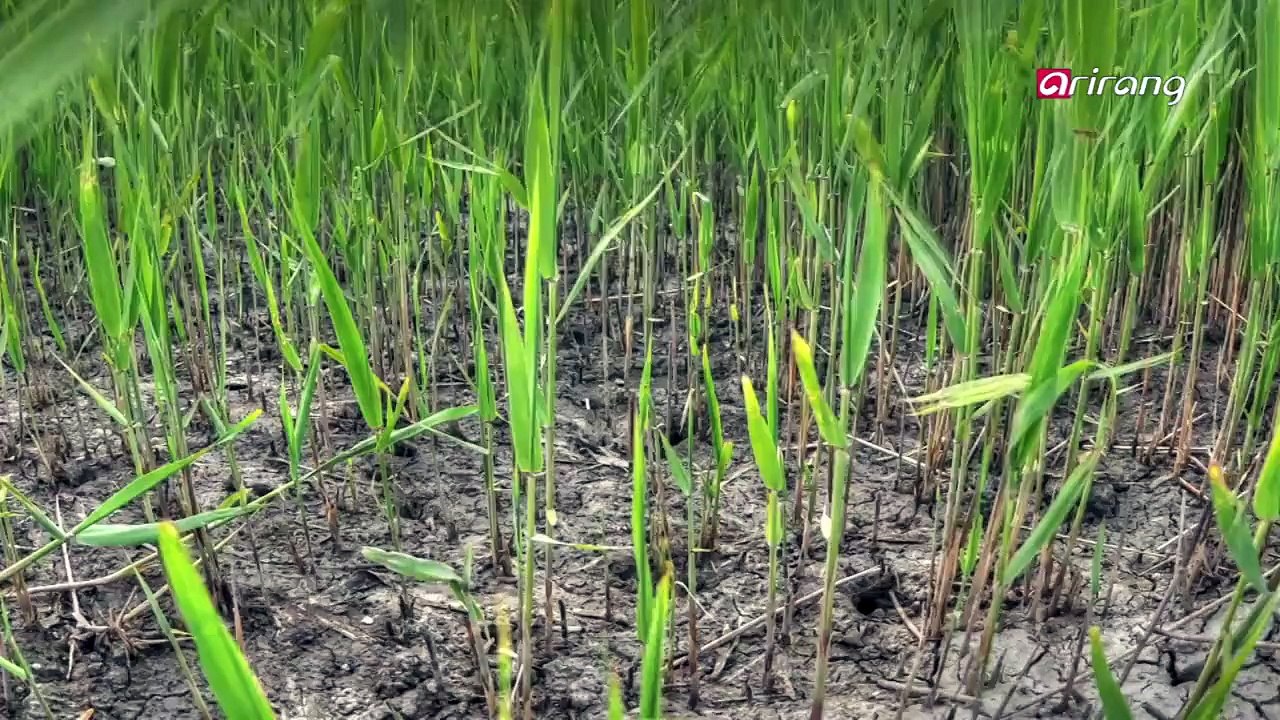 Community of Suaeda japonica Makino meet the spring 봄을 맞이하는 칠면초 서식지