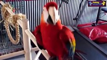 Funny Parrots Dancing #Compilation 2015   Cute Owls   720p