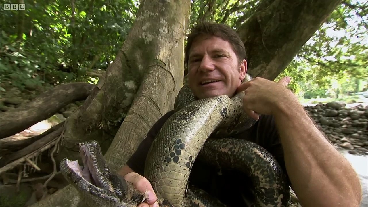 Strangled by a Boa Constrictor - Deadly 60 - Series 2 - BBC
