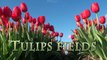 Tulips fields, Keukenhof, The Netherlands, HD 1080p